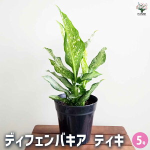 yzfBtFoLA eBLyMz y ϗtA 5^1 z ϗtA fBtFoLA Dieffenbachia rO ItBX ϗt Mtg