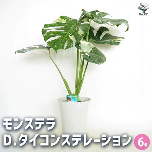 yzXe ^CRXe[V y ϗtA 6^1 z rO ItBX  CeA ^  IV Ă₷ j j