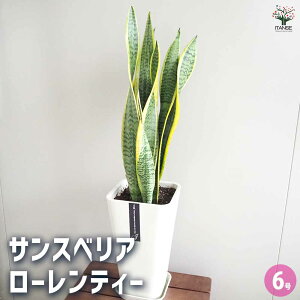 yzTXxA [eB[yMtz y ϗtA 6^1 z rO ItBX  CeA j Vzj zj j V