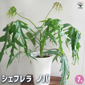 yzVFt mo y ϗtA 7^1 z rO ItBX  CeA j Vzj zj j V