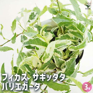 yztBJX TMb^^ oGK[^ y ϗtA 3 z rO ItBX  CeA j Vzj zj j V