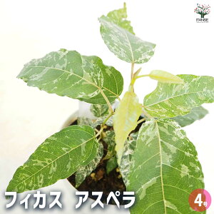 yztBJX AXy y ϗtA 4 z rO ItBX  CeA j Vzj zj j V