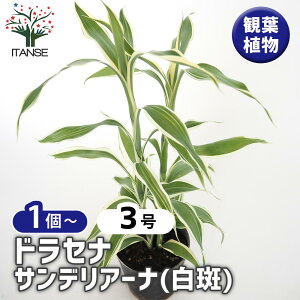 yzhZi TfA[i() y ϗtA 3 z E[c LWJNV rO ItBX CeA ^  IV