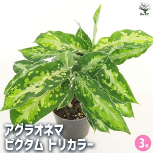 y}\ԁPAbvzAOIl} sN^ gJ[ y ϗtA 3^1 z Aglaonema ItBX rO    CeA 