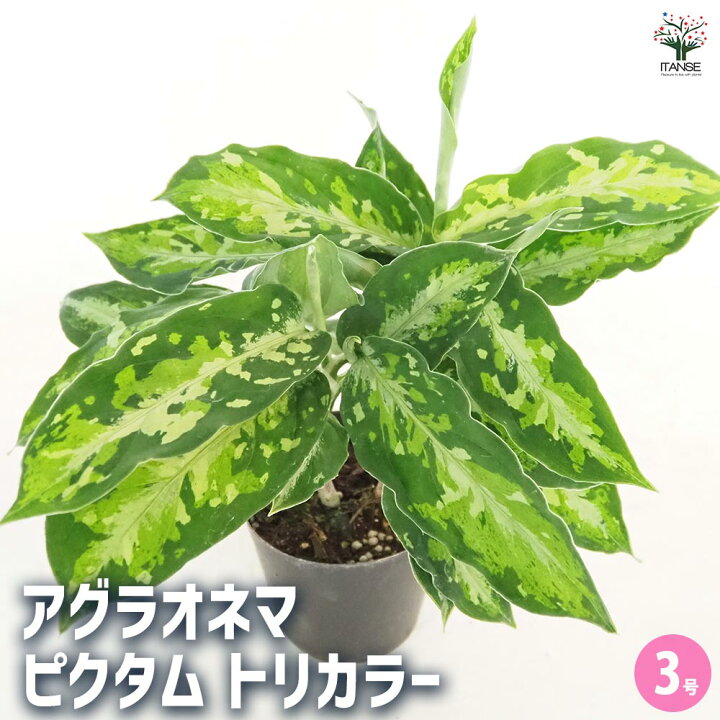 楽天市場】【送料無料】アグラオネマ ピクタム トリカラー 【 観葉植物 