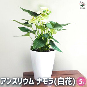 yzAXE i() y ϗtA 5^1 z rO ItBX  CeA ^  S Ă₷ K[fjO v[g