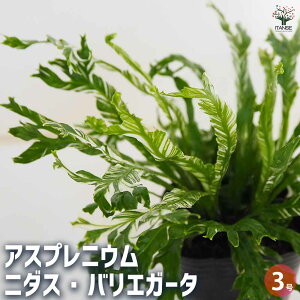 y}\N[|zzzAXvjE j_X oGK[^ y ϗtA 3 z V}II^j^ Jn Asplenium nidus K[fjO ӏ ͔|