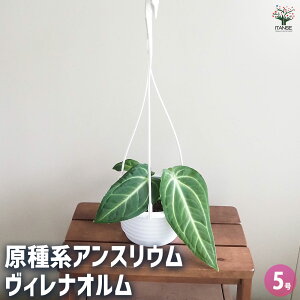 yzAXE BiI y ϗtA 5^1 z rO ItBX  CeA ^  S Ă₷ K[fjO v[g