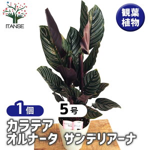 yzJeA TfA[i y ϗtA 5^1 z rO ItBX  CeA ^  IV Ă₷ j j