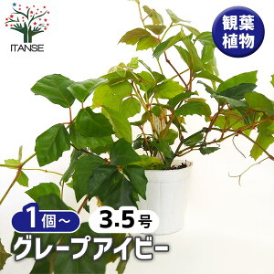 yzO[vACr[ (Cissus rhombifolia) y ϗtA 3.5 z rO ItBX  CeA ^  S Ă₷ K[fjO j j Vzj zj 