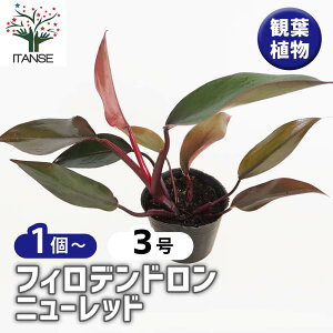 yztBfh j[bh y ϗtA 3 z tBf rO ItBX  CeA 