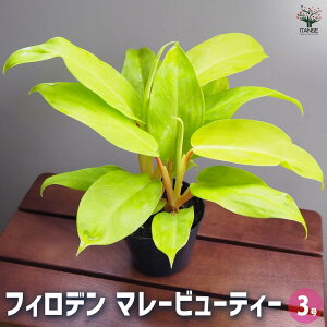 yztBfh }[r[eB[ y ϗtA 3 z tBf rO ItBX  CeA 