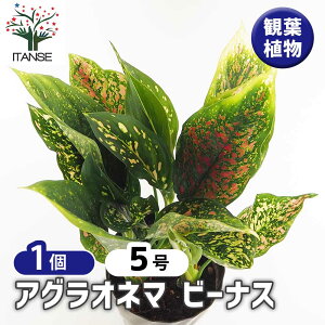 yzAOIl} r[iX y ϗtA 5^1 z Aglaonema ItBX rO    CeA 