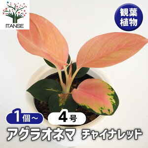 yzAOIl} `Cibh y ϗtA 4 z Aglaonema ItBX rO    CeA 