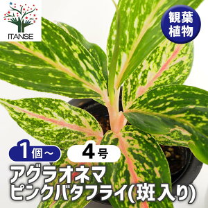 yzAOIl} sNo^tC() y ϗtA 4 z Aglaonema ItBX rO    CeA 