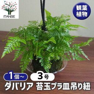 yz_oA ۋʃvM݂R y ϗtA 3 z rO ItBX  CeA ^  S Ă₷ K[fjO j j Vzj zj j