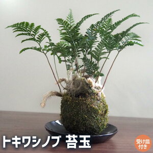 yzgLVmu ۋ() y ϗtA ^1 z rO ItBX  CeA ^  S Ă₷ K[fjO j j Vzj zj j