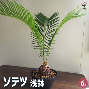 yz\ec y ϗtA 6^1 z ϗtA ][gK[f gsJ MѐA hCK[f AWA o nCA rO ItBX CeA ^  