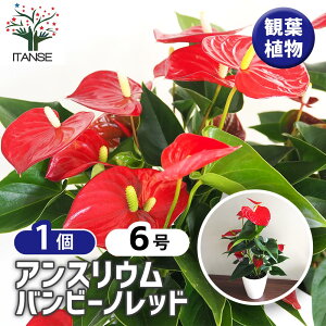 yzAXE or[mbh y ϗtA 6^1 z rO ItBX  CeA ^  S Ă₷ K[fjO v[g