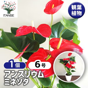 yzAXE ~l\^ y ϗtA 6^1 z rO ItBX  CeA ^  S Ă₷ K[fjO v[g