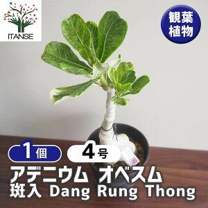 yzAfjE IxX  Dang Rung Thong y ϗtA 4^1 z rO ItBX  CeA ^  {^jJCt green O[