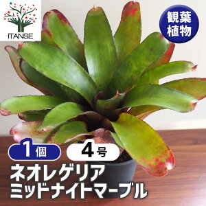 y}\N[|zzzlIQA ~bhiCg}[u y ϗtA 4^1 z ϗtA ϗt lIQA CtBjeB  Neoregelia Infinity ItBX rO  