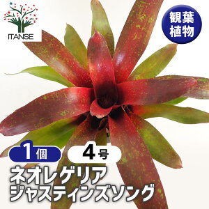 y}\N[|zzzlIQA WXeBY\O y ϗtA 4^1 z ϗtA ϗt lIQA CtBjeB  Neoregelia Infinity ItBX rO  