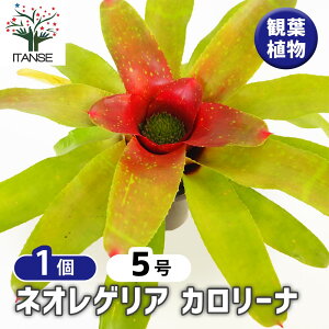 y}\N[|zzzlIQA J[i y ϗtA 5^1 z ϗtA ϗt lIQA CtBjeB  Neoregelia Infinity ItBX rO   