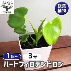 yzn[gtBfh y ϗtA 3 z tBf rO ItBX  CeA 