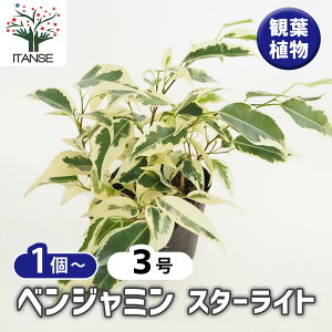 yztBJX xW~ X^[Cg y ϗtA 3 z rO ItBX  CeA j Vzj zj j V