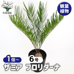 yzU~A t_[i y ϗtA 6^1 z ϗtA ϗt U~A Zamia \ec ϊΒ U~A[i A  Mtg