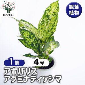 yzfBtFoLA TuC y ϗtA 4^1 z ϗtA fBtFoLA Dieffenbachia rO ItBX ϗt Mtg