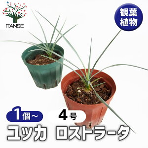 yzbJ Xg[^ y ϗtA 4 z  rO  ^  j CeAO[ K̖