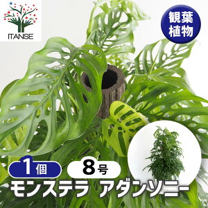 yz Xe A_\j[ y ϗtA 8^1 z rO ItBX  CeA ^  IV Ă₷ j j