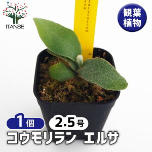 yz RE GT y ϗtA 2.5^1 z ϗtA RE Platycerium rJNV_ veBPE CeA