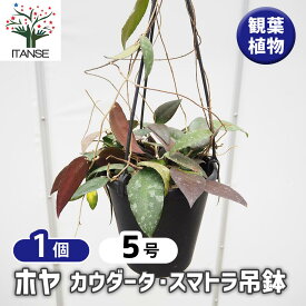 【マラソン期間P5倍】 ホヤ カウダータ スマトラ吊鉢 【 観葉植物 5号／1個売り 】 サクララン ワックスプラント ワックスフラワー ガーデニング 鑑賞 栽培