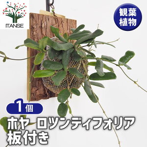 yz z cfBtHA t y ϗtA ^1 z TN bNXvg bNXt[ K[fjO ӏ ͔|