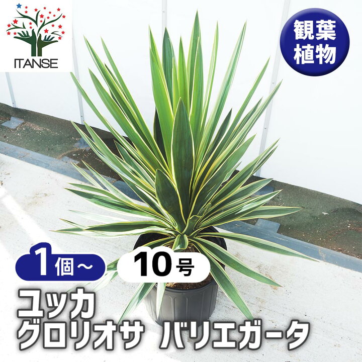 楽天市場】【送料無料】 ユッカ グロリオサ バリエガータ 【 観葉植物 