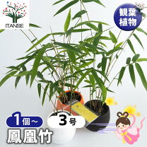 楽天市場】竹 鉢植の通販