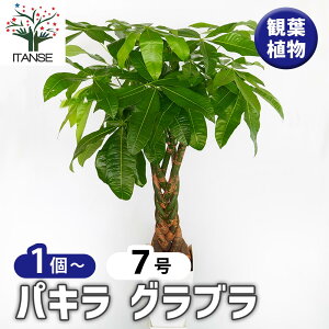 yzpL Ou y ϗtA 7^1 z rO ItBX  CeA j Vzj zj j V