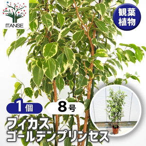 yz tBJX S[fvZX y ϗtA 8^1 z rO ItBX  CeA j Vzj zj j V