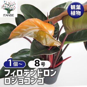 yz tBfh WRS y ϗtA 8^1 z tBf rO ItBX  CeA 