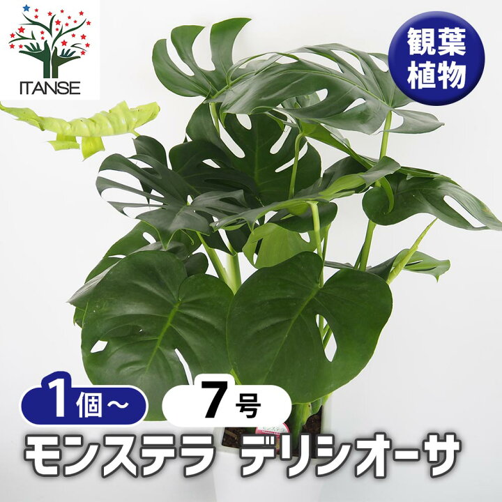 楽天市場】【送料無料】 モンステラ デリシオーサ 【 観葉植物 7号／1 