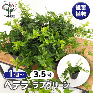 yzwf uO[ y ϗtA 3.5 z J[[t OhJo[ nLO Ԃ̕c ϗtA