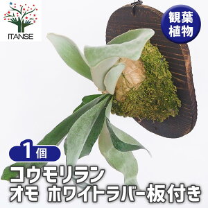 yz RE I zCgo[t y ϗtA ^1 z ϗtA RE Platycerium rJNV_ veBPE CeA