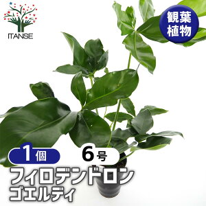 yz tBfh SGfB y ϗtA 6^1 z tBf rO ItBX  CeA 