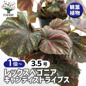 y}\N[|zzz bNXxSjA LfBStripes y ϗtA 3.5 z CeA ItBX rO     S A v[g