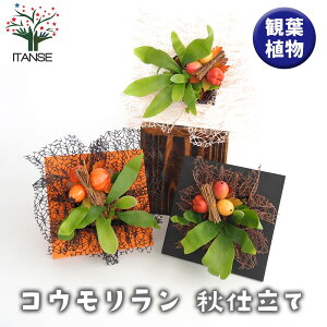 yz RE nEBd y ϗtA 4 z RE Platycerium rJNV_ veBPE CeA