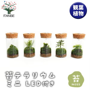 yz ۃeE ~j LEDt  y ϗtA z  IV  ӏ Ϗ ReiK[f CeA CeAO[ ItBX rO