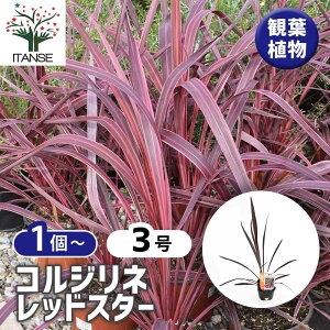 yz RfBl bhX^[() y ϗtA 3 z |i c Ԗ A  K[fjO V{c[ ӏ